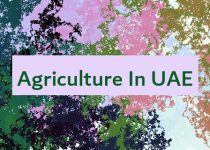 Agriculture In UAE 🇦🇪 🧑‍🌾