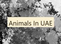 Animals In UAE 🇦🇪