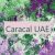Caracal UAE 🇦🇪