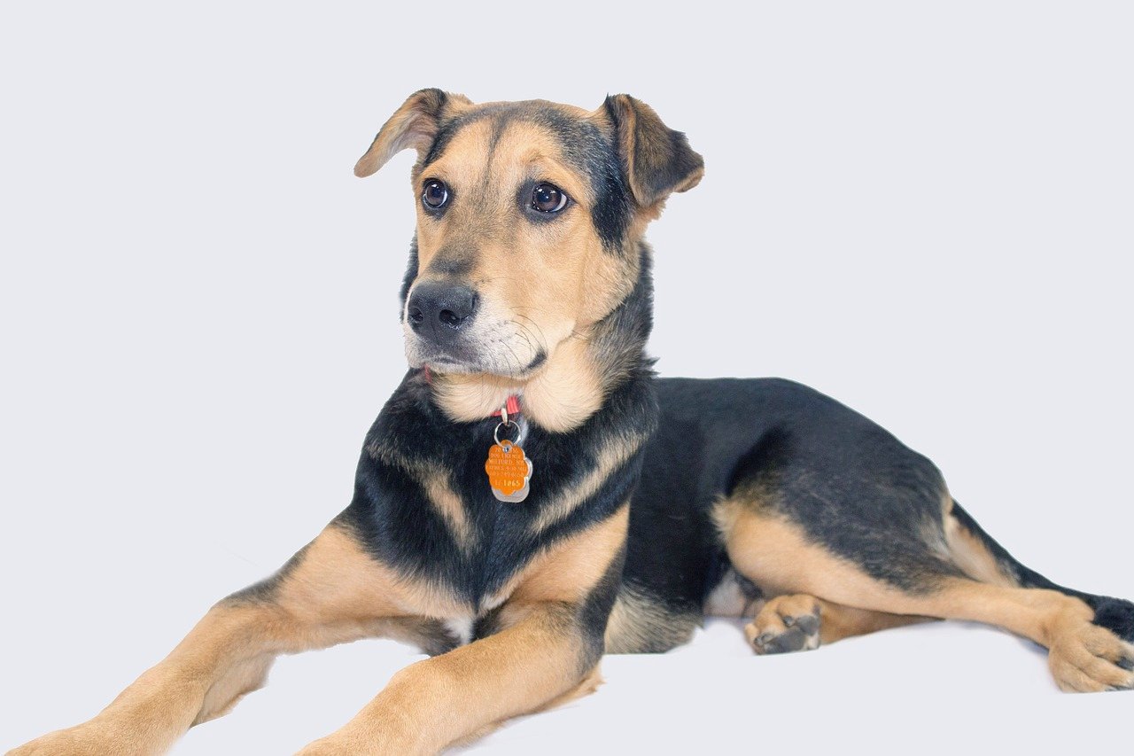 Dog Rescue UAE Dog Rescue UAE from PixaBay, user Pexels