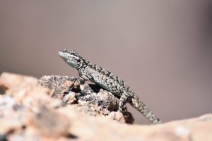 Animals in UAE