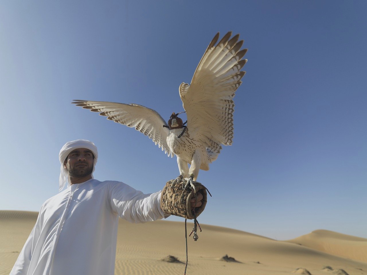 Falconry UAE from PixaBay, user neildodhia 