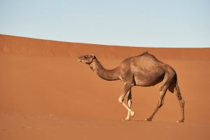 Camel Racing UAE